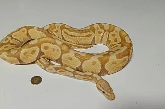 Pyton królewski banana yellowbelly poss het genetic stripe samiec