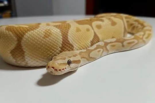 Pyton królewski banana yellowbelly poss het genetic stripe samiec, Wielkopolskie, Poznań