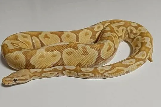 Pyton królewski banana yellowbelly poss het genetic stripe samiec, Wielkopolskie, Poznań