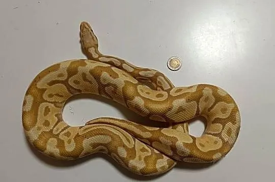 Pyton królewski banana yellowbelly poss het genetic stripe samiec, Wielkopolskie, Poznań
