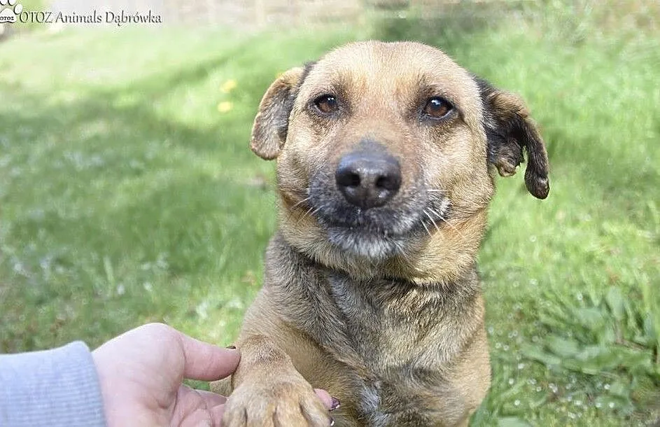 OTOZ Animals Dąbrówka - Bolek II szuka miłości., Pomorskie, Gdańsk