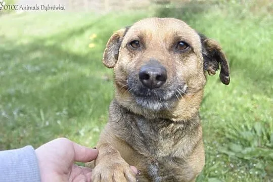 OTOZ Animals Dąbrówka - Bolek II szuka miłości., Pomorskie, Gdańsk