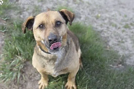 OTOZ Animals Dąbrówka - Bolek II szuka miłości., Pomorskie, Gdańsk