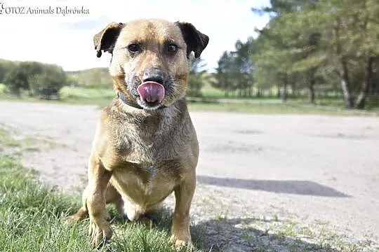 OTOZ Animals Dąbrówka - Bolek II szuka miłości., Pomorskie, Gdańsk