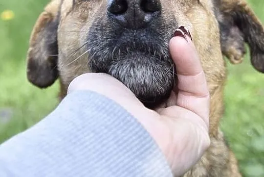 OTOZ Animals Dąbrówka - Bolek II szuka miłości., Pomorskie, Gdańsk