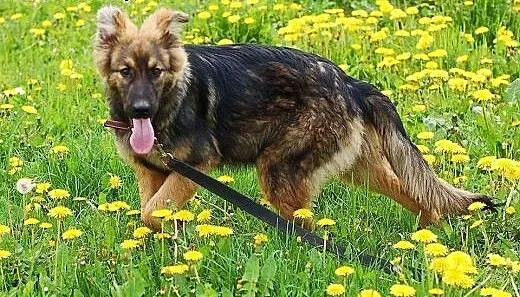 Parker- szczeniak w typie owczarka niemieckiego,