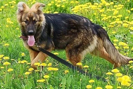 Parker- szczeniak w typie owczarka niemieckiego,  