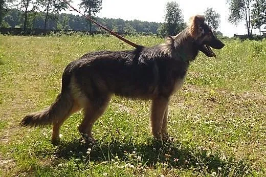 Parker- szczeniak w typie owczarka niemieckiego,  