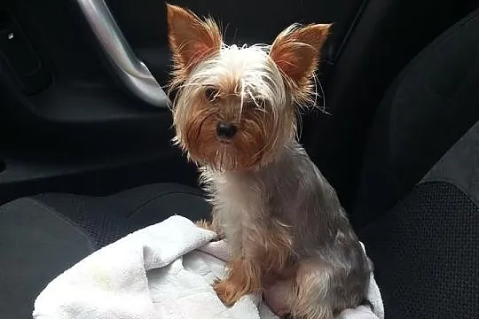 ZAGINĘŁA Suczka York Mini! Sunia ma CUKRZYCE! NAGR