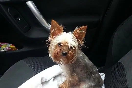 ZAGINĘŁA Suczka York Mini! Sunia ma CUKRZYCE! NAGR
