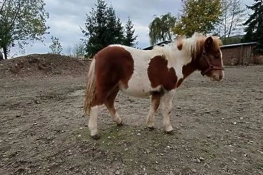 Kuc szetlandzki, Łódzkie, Rokiciny