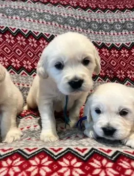 Most beautiful and outstanding Golden Retriever puppies ready to make a new family awe, , Krajno
