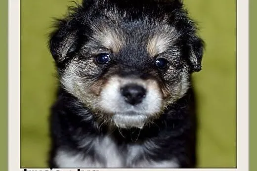 4 tyg.szczeniak,piesek średni TRUSIO, z domu tymczasowego.ADOPCJA,  małopolskie Kraków