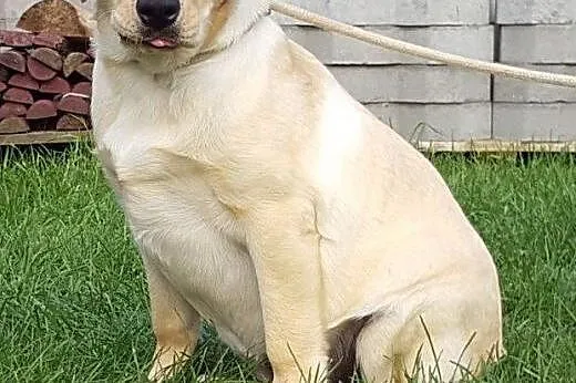 labardor śliczna biszkoptowa suczka,  Labrador retriever cała Polska