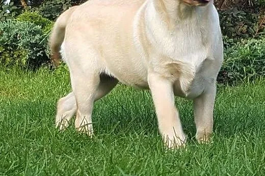 Labardor śliczna biszkoptowa suczka,  Labrador ret