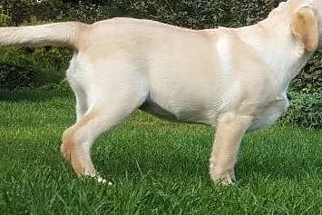 Labardor śliczna biszkoptowa suczka,  Labrador ret