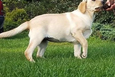 Labardor śliczna biszkoptowa suczka,  Labrador ret