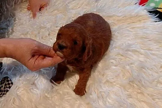Cavapoo -  piesek red do rezerwacji, Mazowieckie, Wyszków