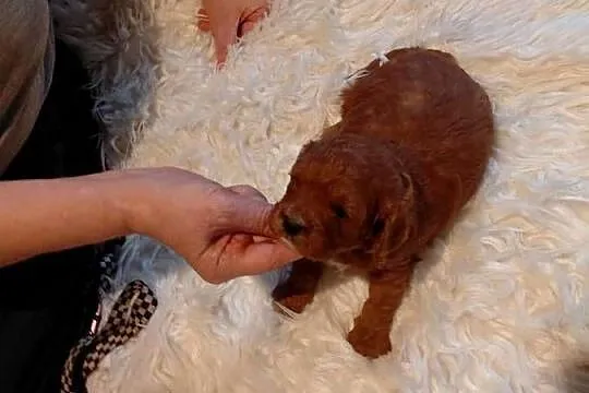 Cavapoo -  piesek red do rezerwacji, Mazowieckie, Wyszków