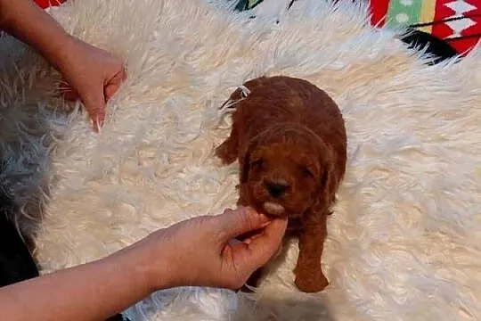 Cavapoo -  piesek red do rezerwacji, Mazowieckie, Wyszków