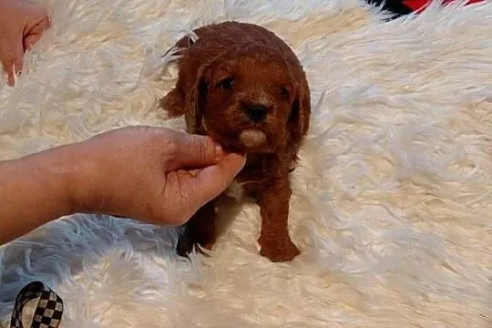 Cavapoo -  piesek red do rezerwacji, Mazowieckie, Wyszków