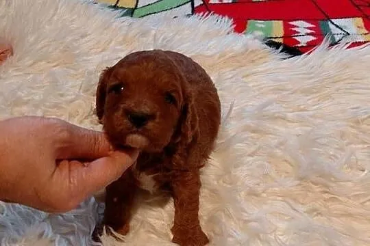 Cavapoo -  piesek red do rezerwacji, Mazowieckie, Wyszków