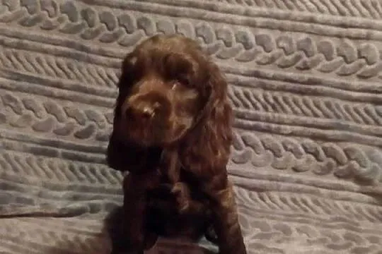 Cocker Spaniel Angielski czekoladowy i sobolowy