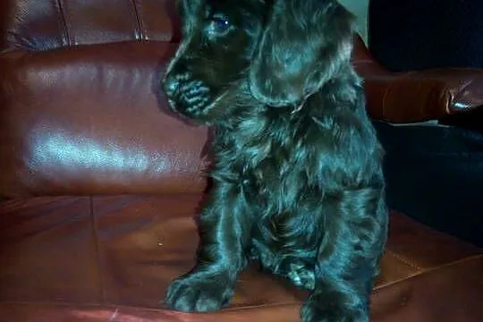 Cocker Spaniel Angielski czekoladowy i sobolowy, Mazowieckie, Okolusz