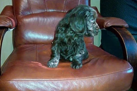 Cocker Spaniel Angielski czekoladowy i sobolowy, Mazowieckie, Okolusz