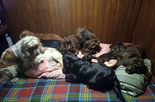 Cocker Spaniel Angielski czekoladowy i sobolowy, Mazowieckie, Okolusz