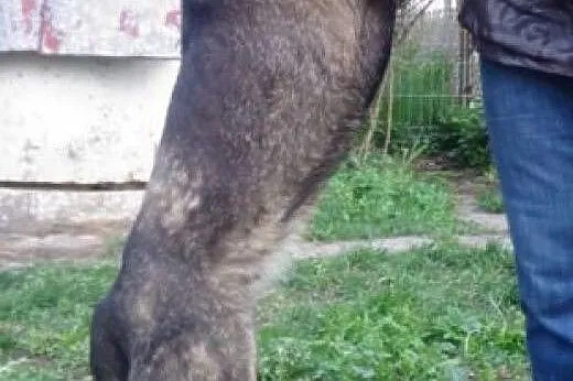 Agusia-nieśmiała psinka, w dodatku nie ma pięknych