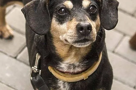 PUMBA - słodziak w typie jamnika szuka domu!,  maz