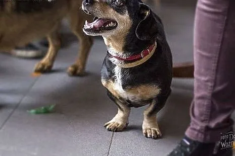 PUMBA - słodziak w typie jamnika szuka domu!,  maz
