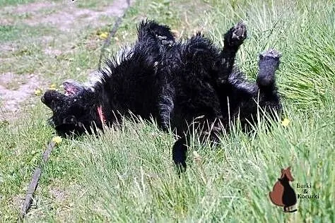 NEGRA - wyjątkowa, do Twojego domu wprowadzić się 