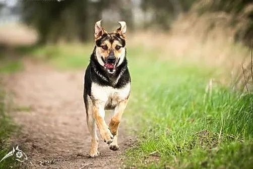 Sara - idealny pies dla aktywnych!,  świętokrzyski
