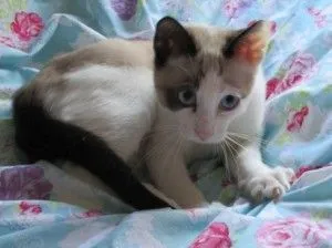 Zarejestrowane kocięta Snowshoe Kitten, gotowe do odbioru.