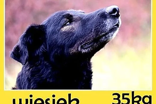 Do domu z ogródkiem,duży,przyjazny pies WIESIEK.Adopcja,  małopolskie Kraków