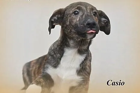 CAMEL, CASIO i CZITA szczeniaki do adopcji,  małop