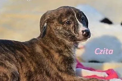 CAMEL, CASIO i CZITA szczeniaki do adopcji,  małop