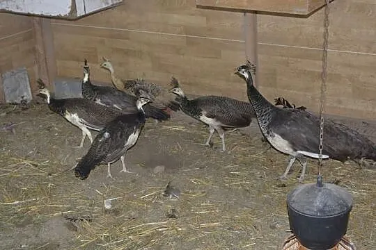 Pawie niebieskie indyjskie + szmaragdowe Pawie niebieskie indyjskie + szma