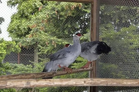 Pawie niebieskie indyjskie + szmaragdowe Pawie niebieskie indyjskie + szma, Podkarpackie, Rzeszów