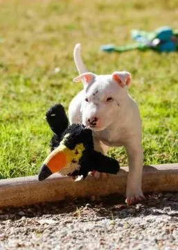 szczenięta bulteriera do adopcji  e-mail; {{gnikita864@gmail.com}}, , Kuźnica Czeszycka