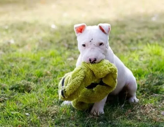 szczenięta bulteriera do adopcji  e-mail; {{gnikita864@gmail.com}}, , Kuźnica Czeszycka