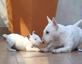 szczenięta bulteriera do adopcji  e-mail; {{gnikita864@gmail.com}}
