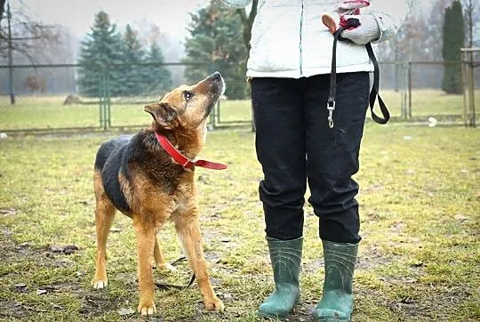 Łagodny, spokojny Talus, wspaniały owczarkowaty pi