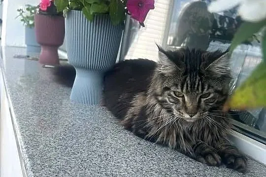 Oddam młodą kotkę rasy  Maine Coon w dobre ręce ,