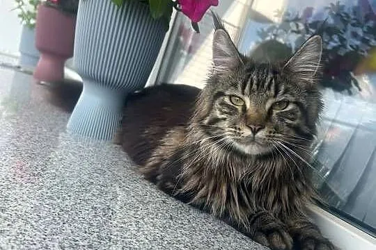 Oddam młodą kotkę rasy  Maine Coon w dobre ręce ,, Opolskie, Kluczbork