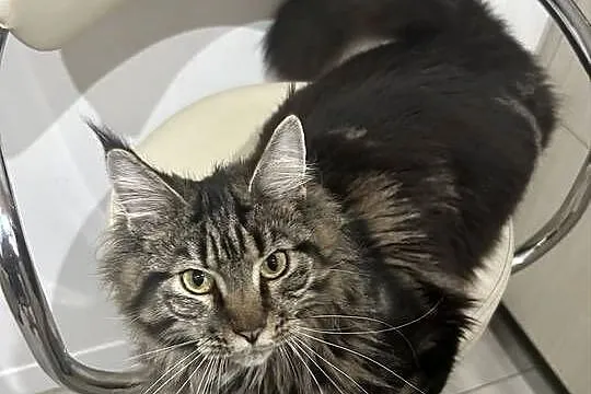 Oddam młodą kotkę rasy  Maine Coon w dobre ręce ,, Opolskie, Kluczbork