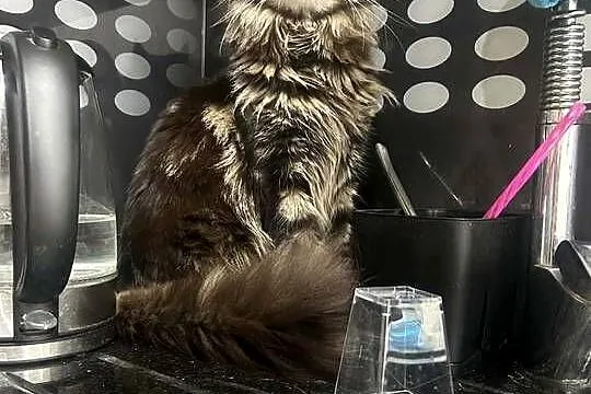 Oddam młodą kotkę rasy  Maine Coon w dobre ręce ,, Opolskie, Kluczbork