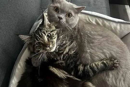 Oddam młodą kotkę rasy  Maine Coon w dobre ręce ,, Opolskie, Kluczbork